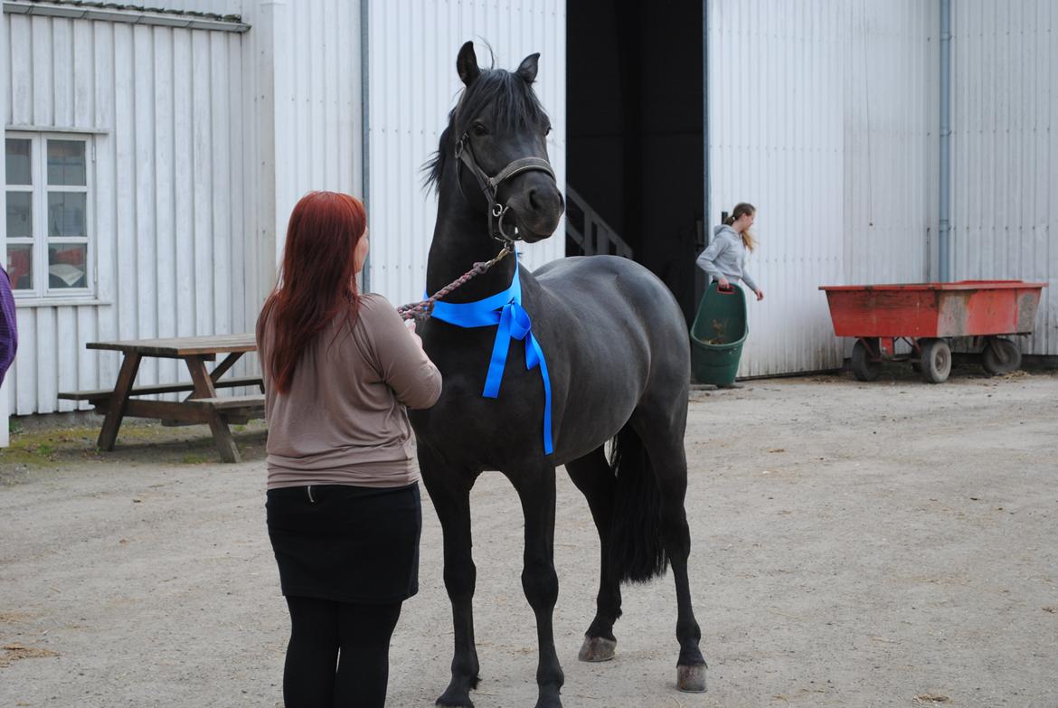 New Forest Gay Count Zidan - min konfirmations gave:D billede 5