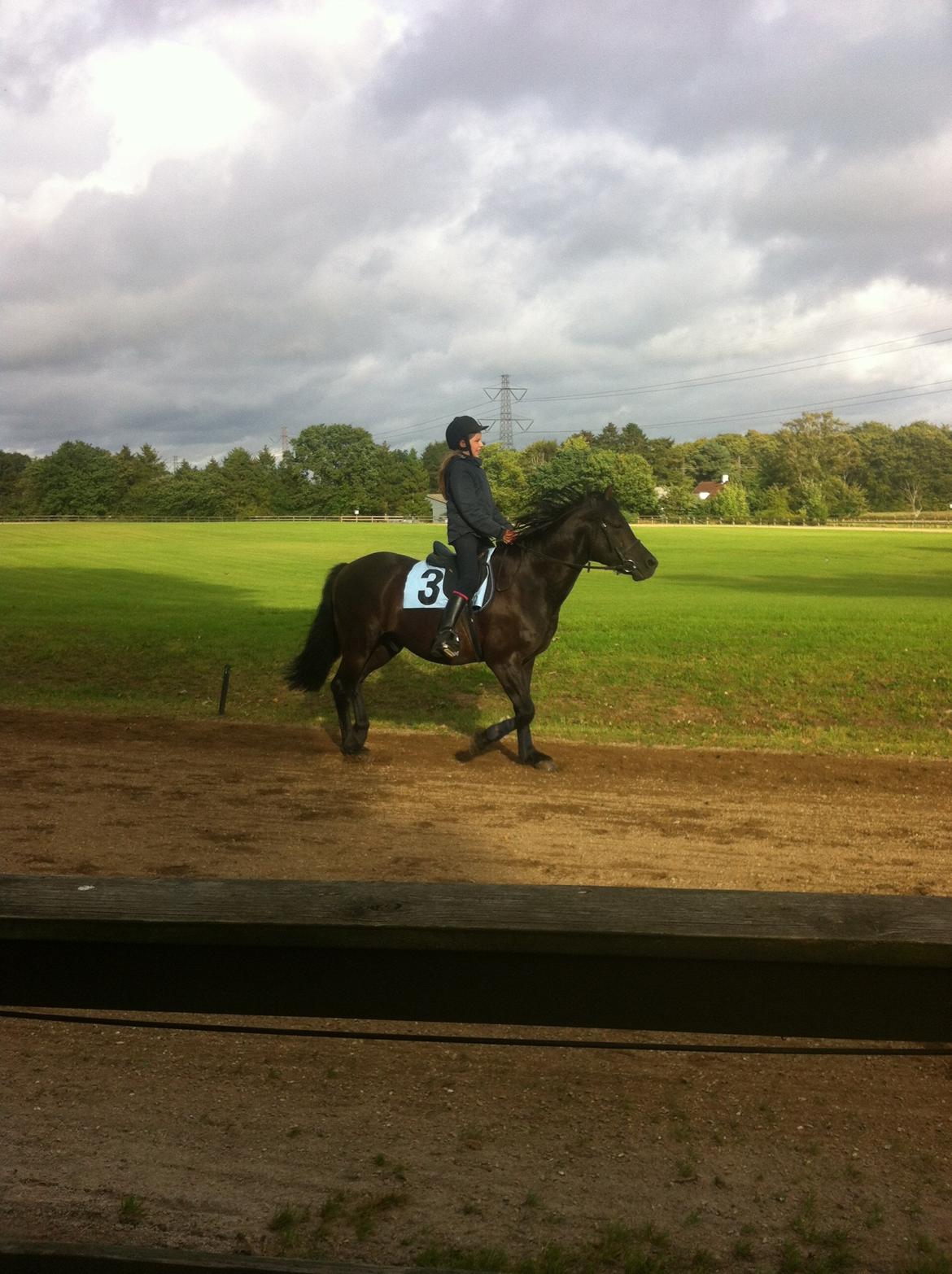 New Forest Gay Count Zidan - Ponytrav:p billede 17