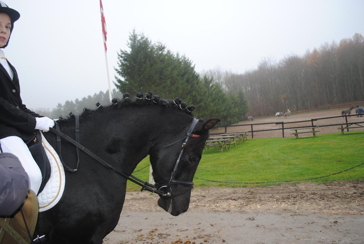 New Forest Gay Count Zidan - lige efter vores første dressur stævne:) billede 4