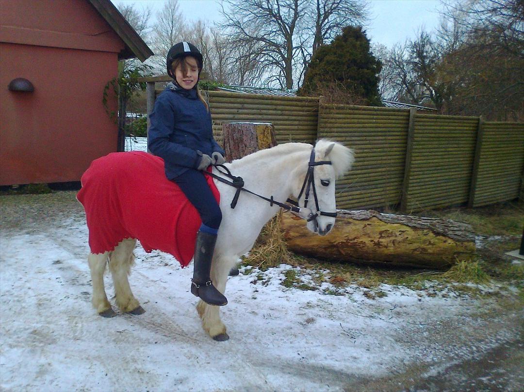 Anden særlig race Lilo billede 14