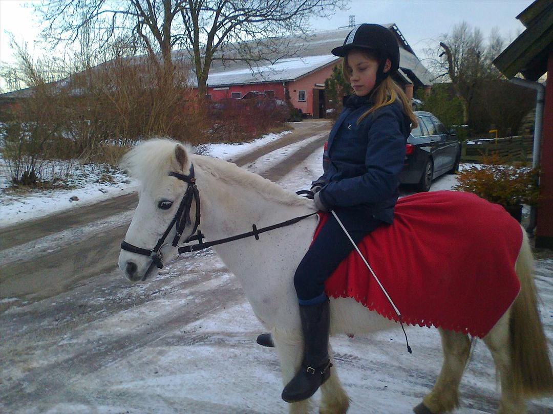 Anden særlig race Lilo billede 13