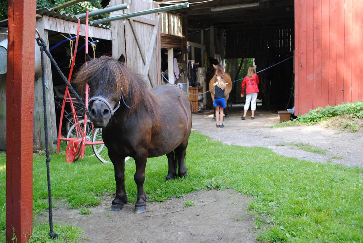 Shetlænder Fredag - Søde Fredag. og løg mærke til ørene! billede 12