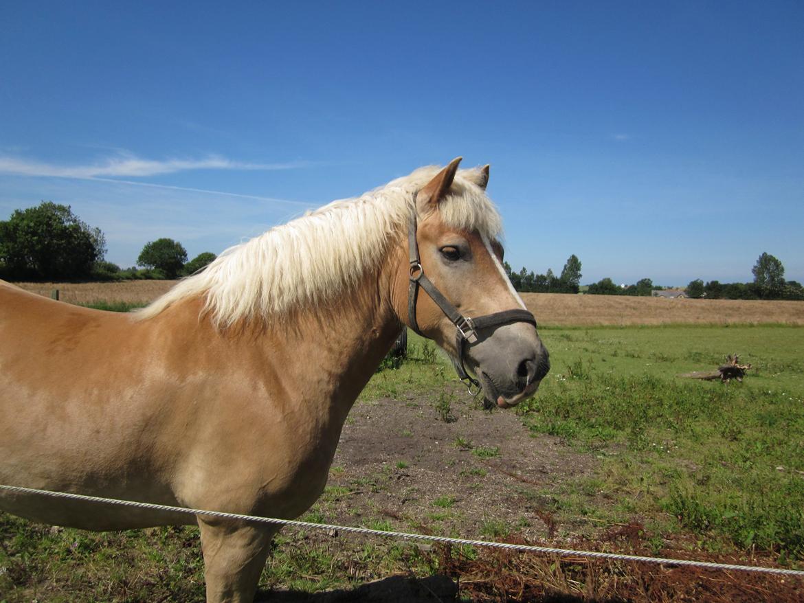 Haflinger Nord Bendorf billede 2