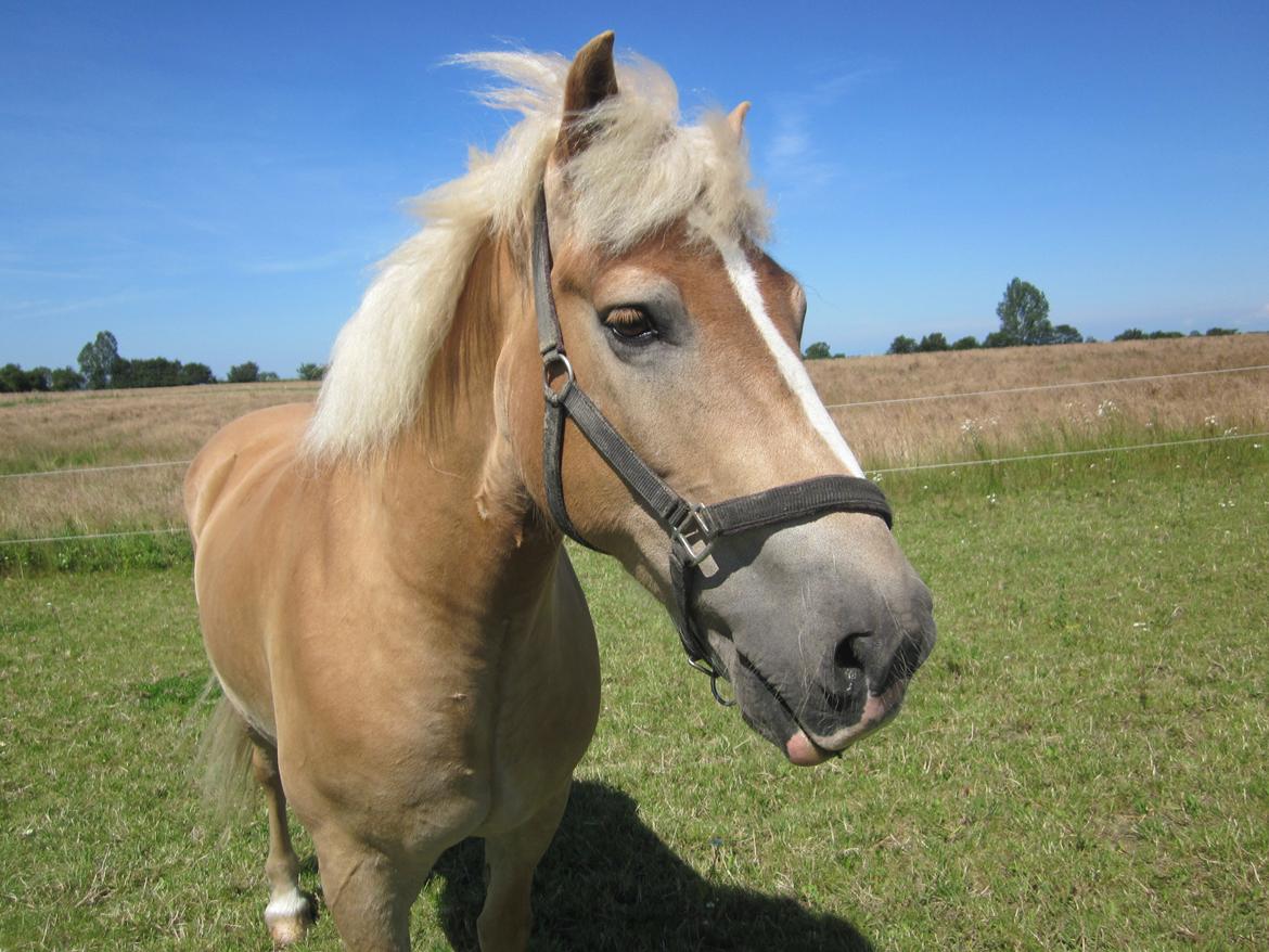 Haflinger Nord Bendorf - Nord Bendorf billede 3