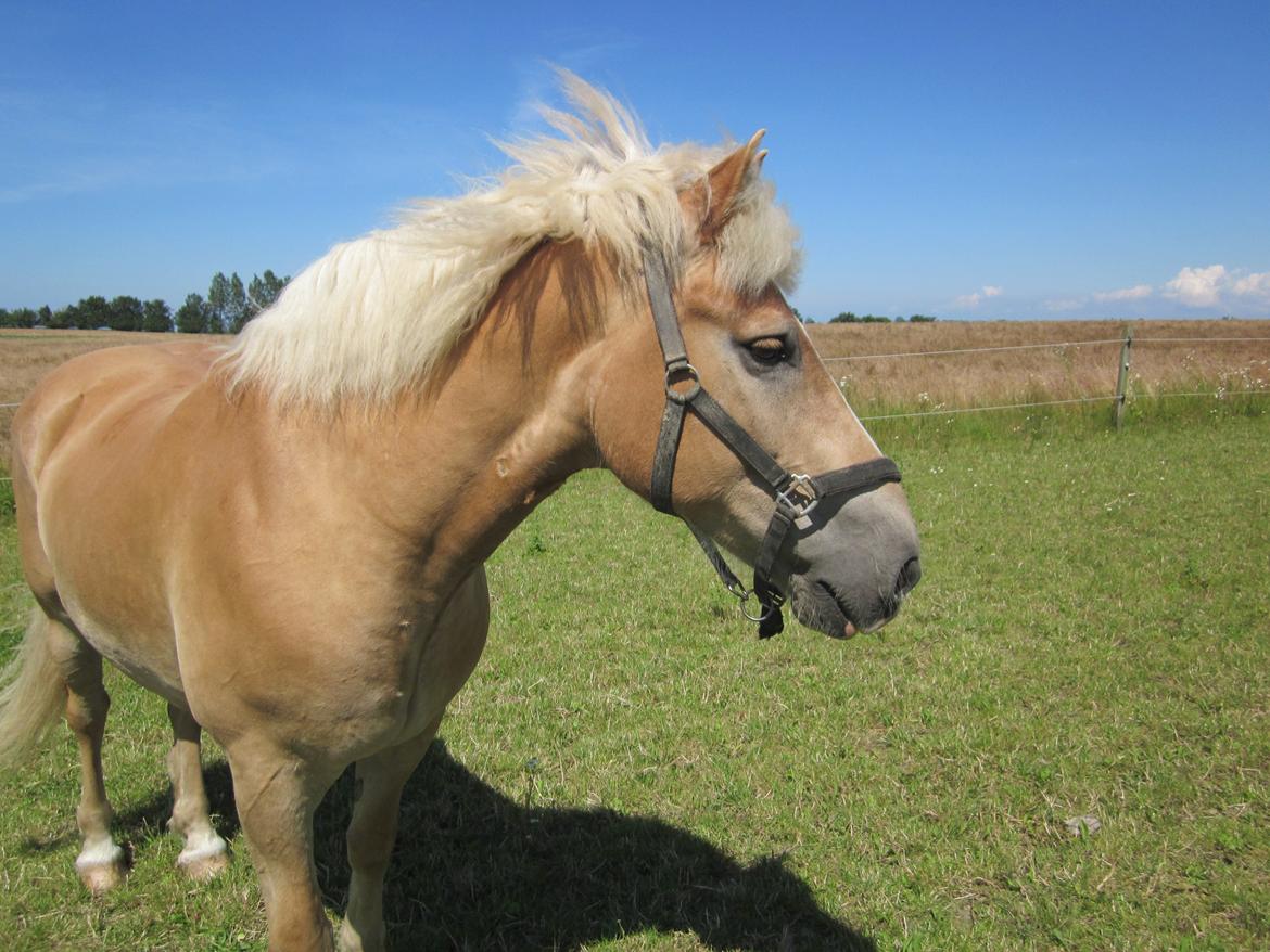 Haflinger Nord Bendorf billede 4