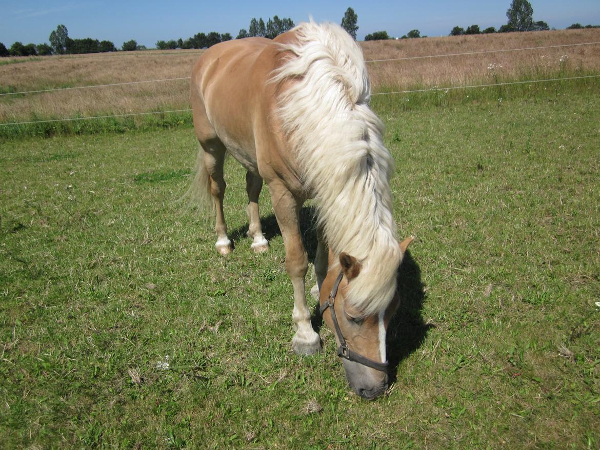 Haflinger Nord Bendorf billede 5