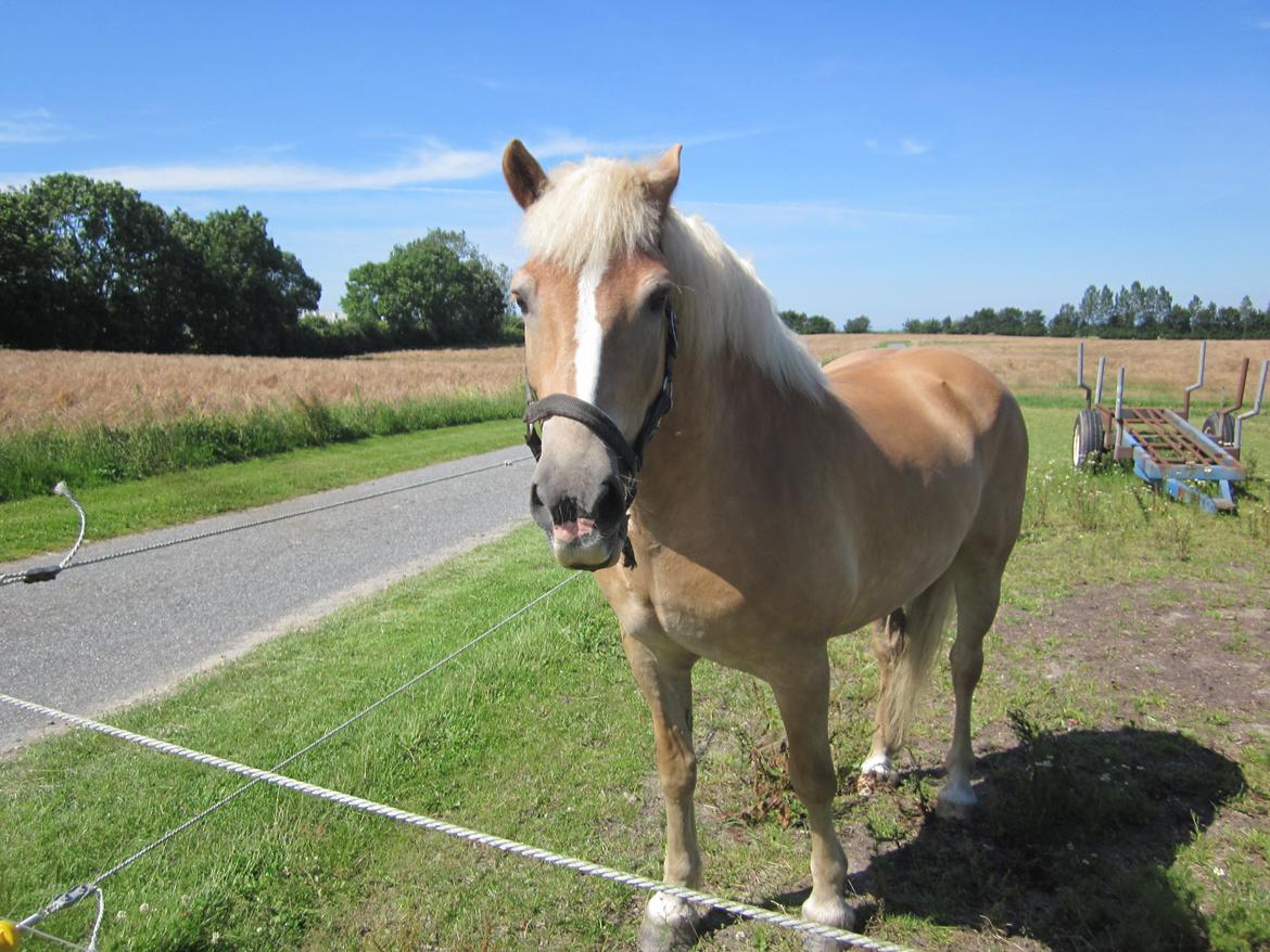 Haflinger Nord Bendorf billede 6