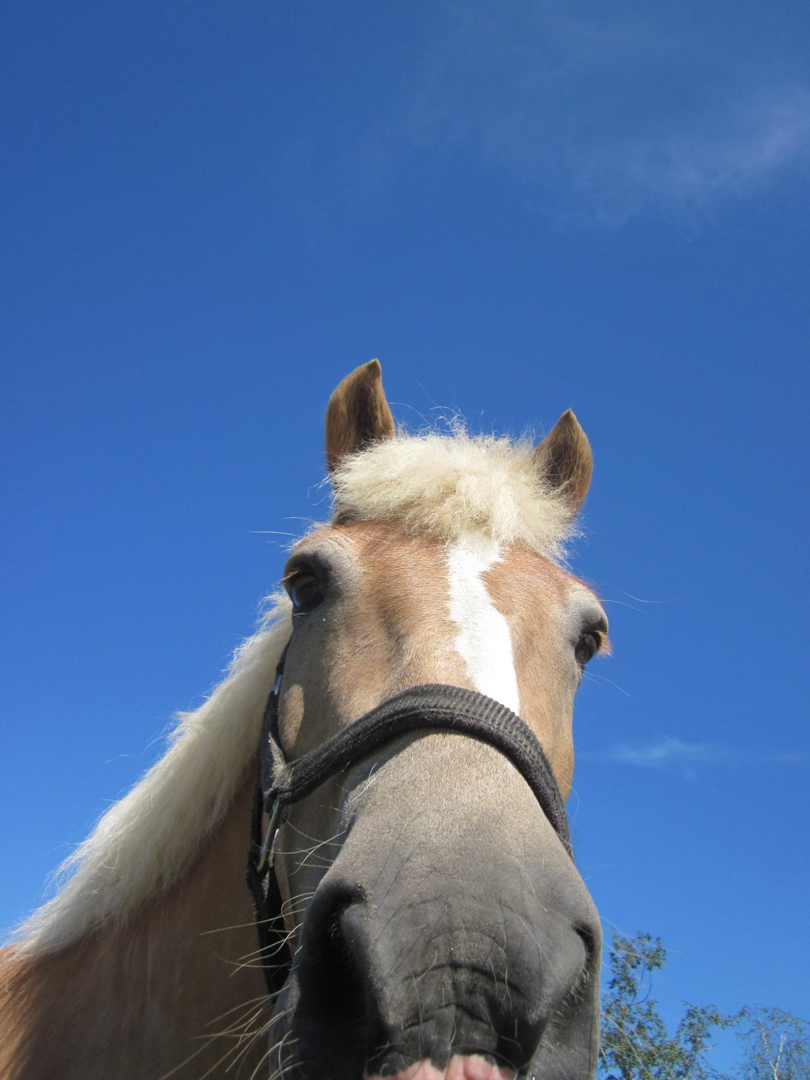 Haflinger Nord Bendorf billede 7