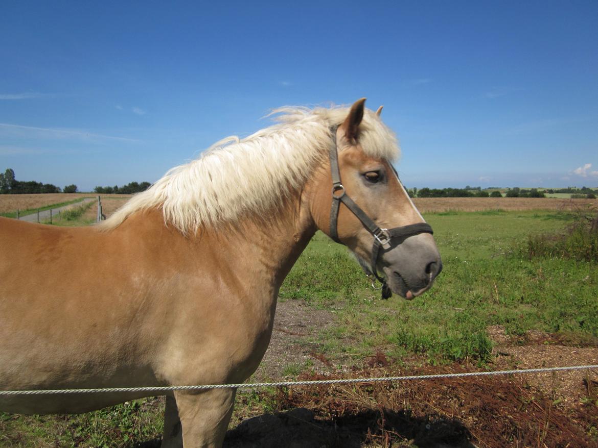 Haflinger Nord Bendorf billede 8