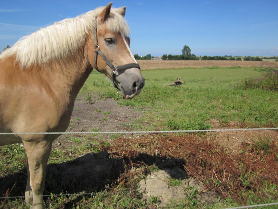 Haflinger Nord Bendorf billede 9
