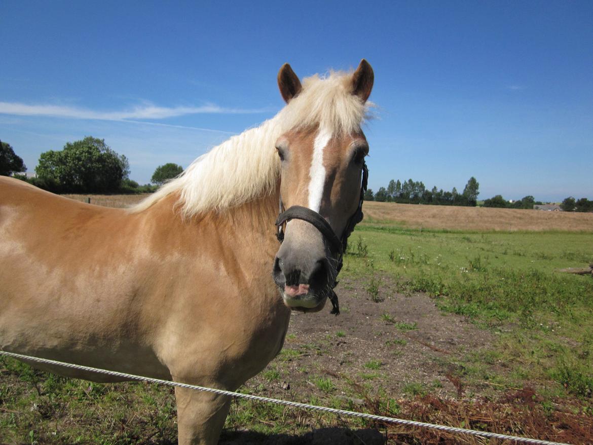 Haflinger Nord Bendorf billede 10