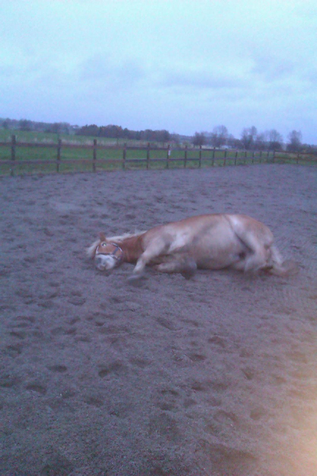 Haflinger Nord Bendorf billede 11