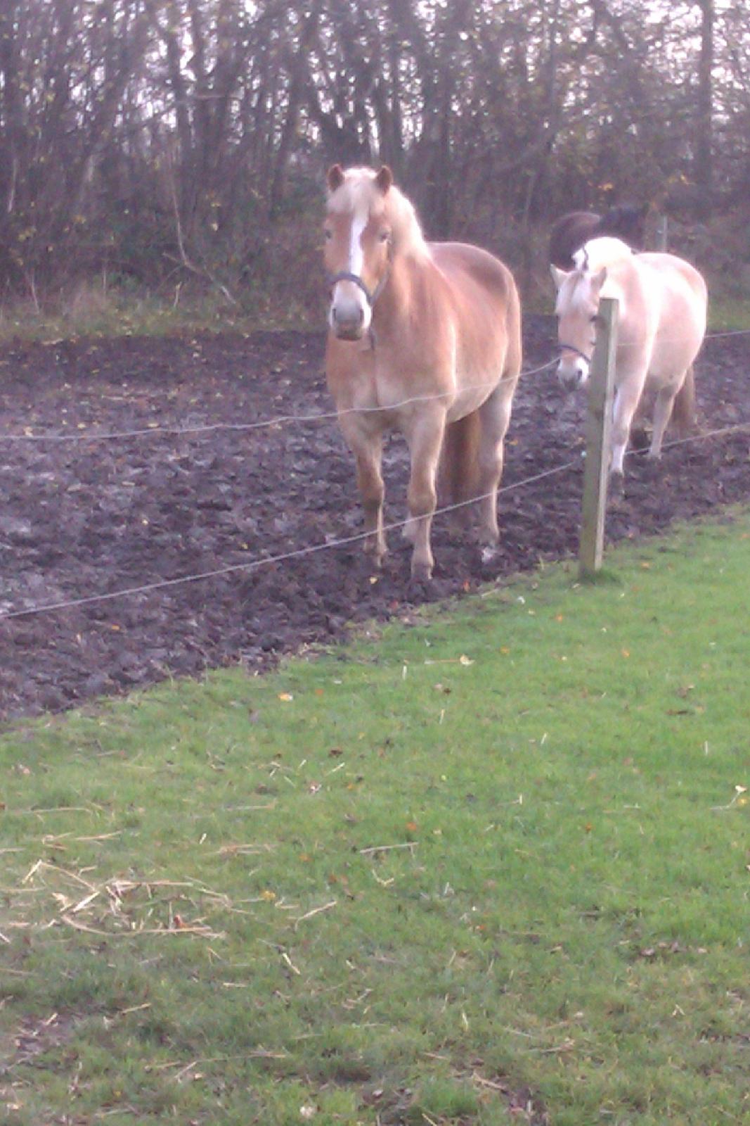 Haflinger Nord Bendorf billede 12