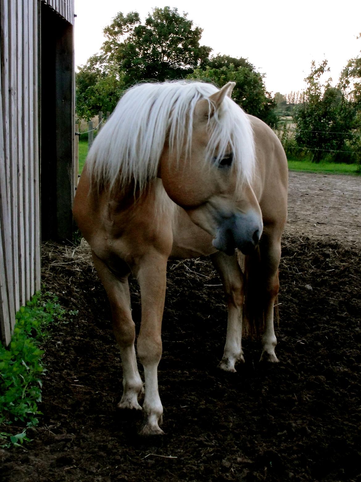 Tyroler Haflinger Walando billede 12