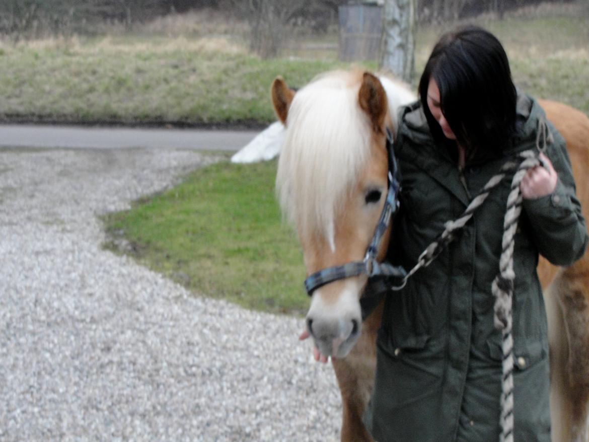 Tyroler Haflinger Walando - Anden gang jeg ser på Walando. billede 20