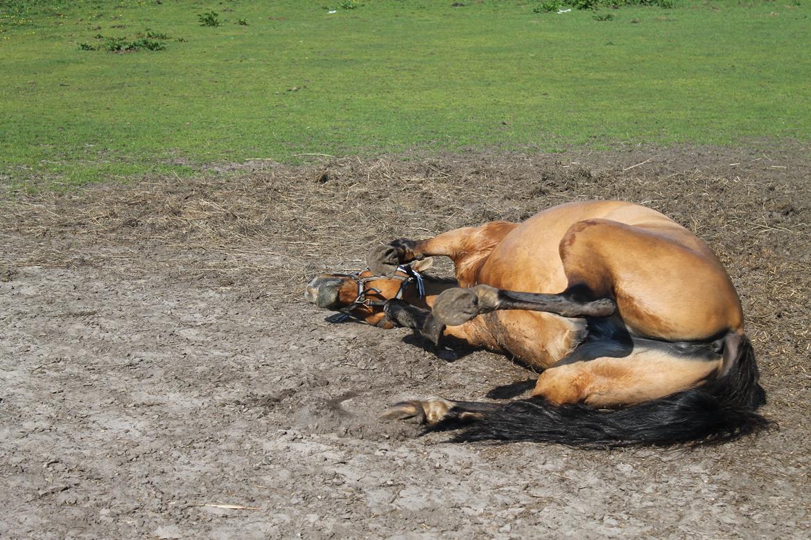 Anden særlig race Trunte ( Trunte pigen ) billede 4