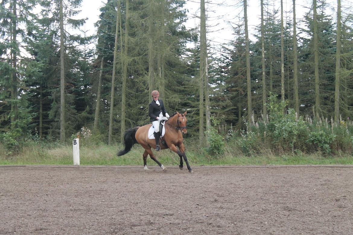 Anden særlig race Trunte ( Trunte pigen ) billede 6