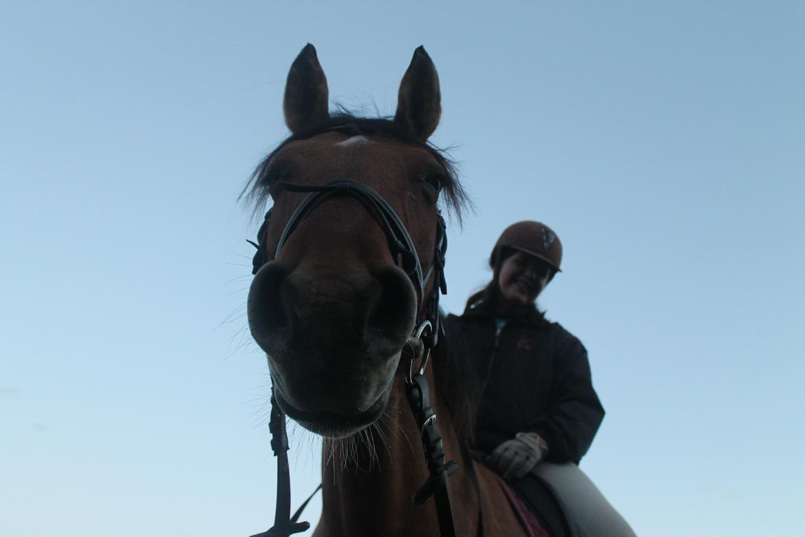 Anden særlig race Trunte ( Trunte pigen ) billede 7