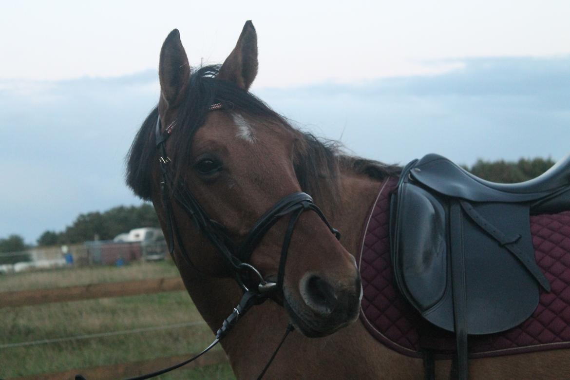 Anden særlig race Trunte ( Trunte pigen ) billede 8