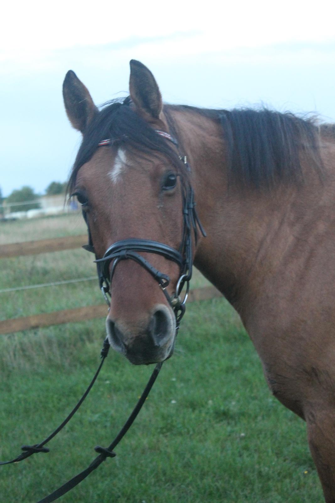 Anden særlig race Trunte ( Trunte pigen ) billede 1