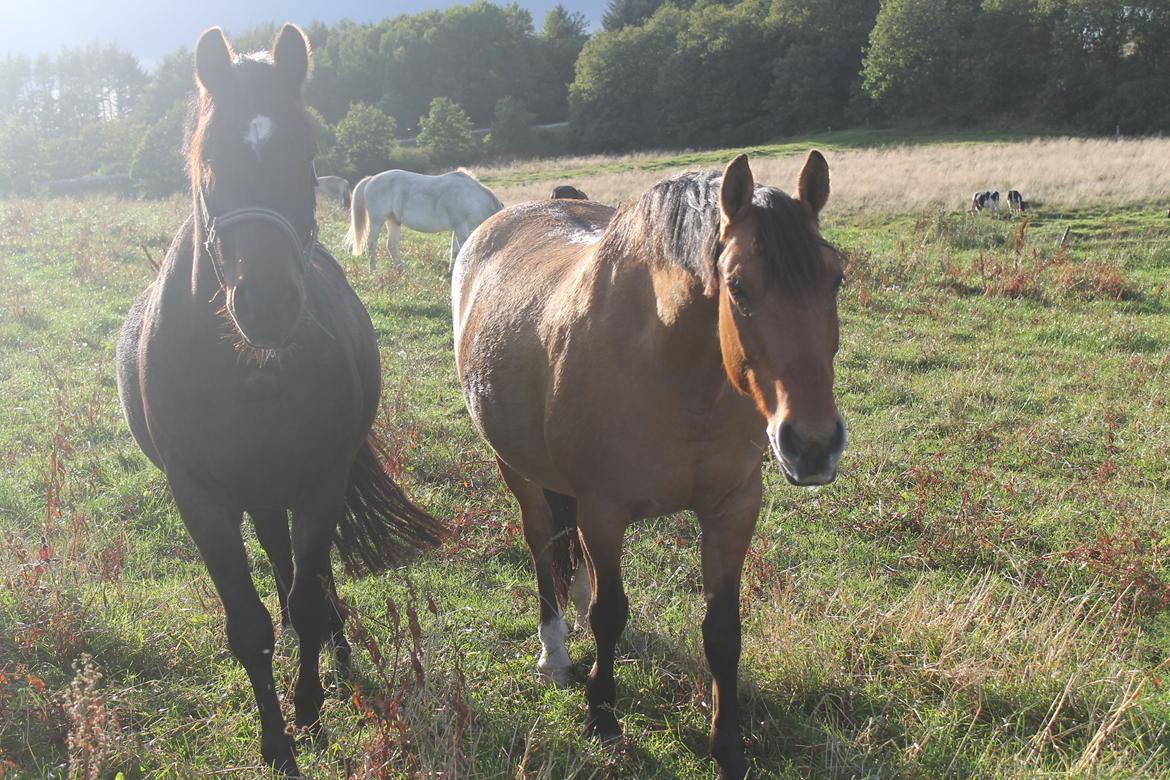 Anden særlig race Trunte ( Trunte pigen ) billede 9