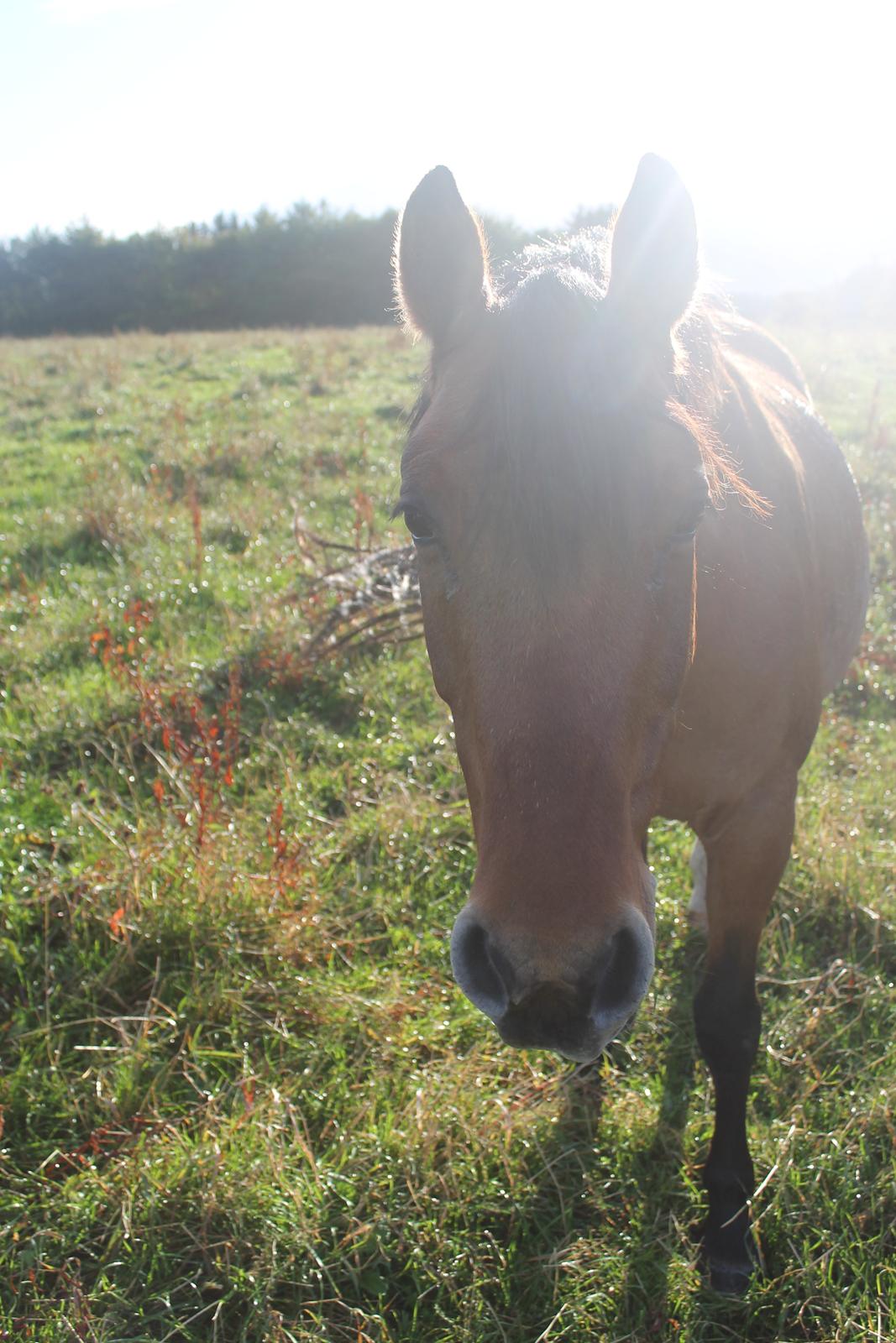 Anden særlig race Trunte ( Trunte pigen ) billede 10