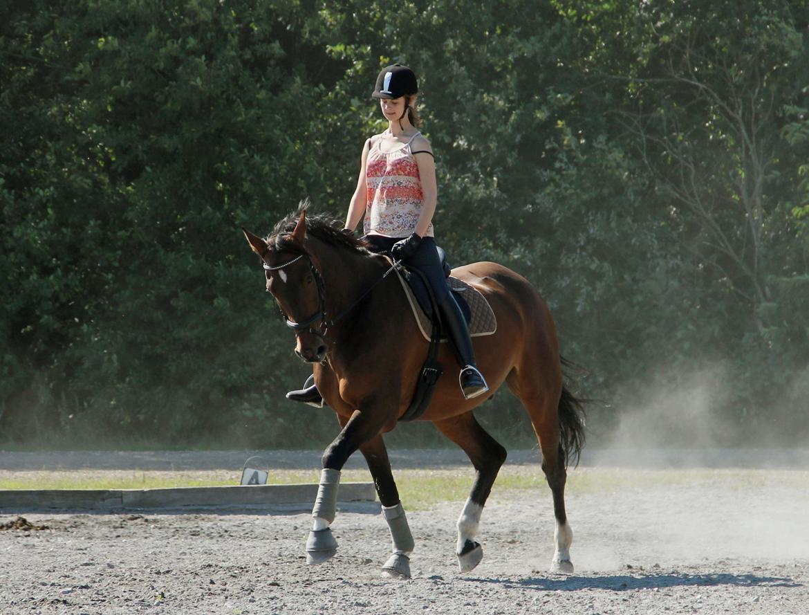 Holstener Monokrat Essenbæk - Monty - Mere dressur, den gang man kunne ride ude i sommervejret.. :) billede 5