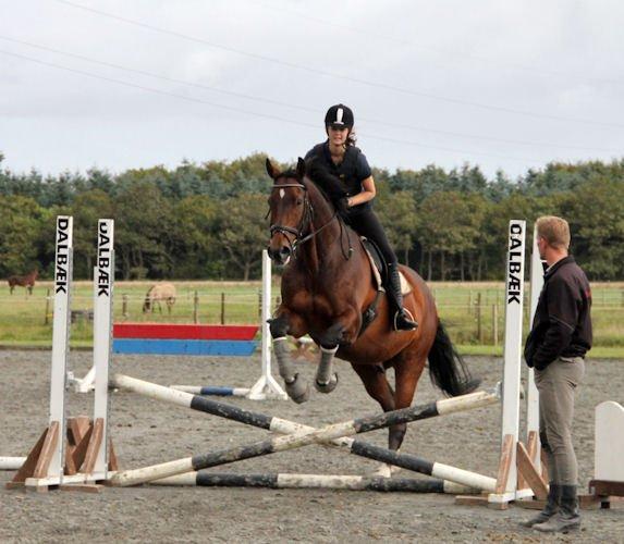 Holstener Monokrat Essenbæk - Monty - Mere hopning på hophesten Monty :o) billede 6
