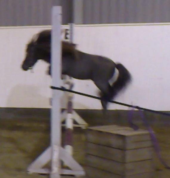 Miniature Elvis Olsen - løsspring 10 nov 2012 og 90 cm! dygtig dreng billede 20