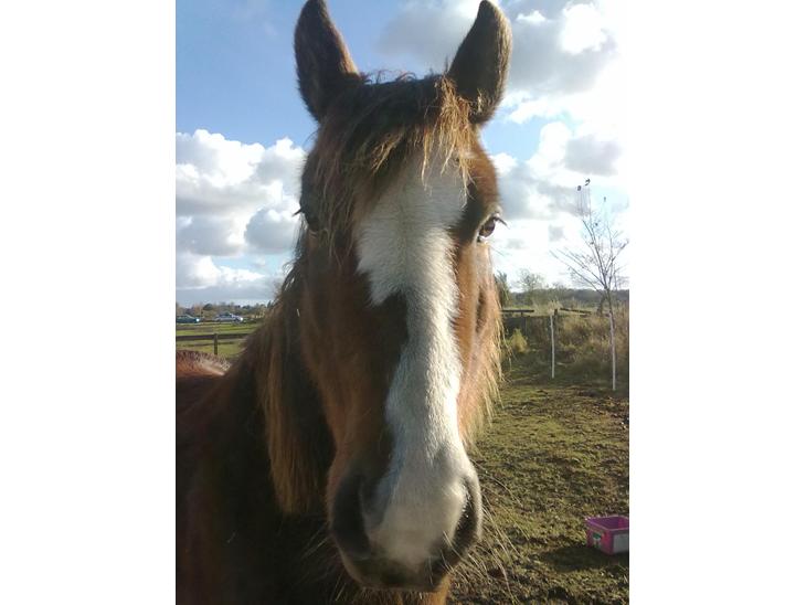 {{currentPhoto.altText}} billede {{currentPhoto.number}}