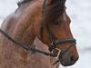 Anden særlig race Strauss (Strussen) <3 [Tidl. hest]
