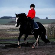 Welsh Cob (sec D) Dynamite Joy