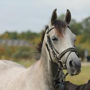 Arabisk fuldblod (OX) Cado´s Dakoda Ox 4338 R.I.P 