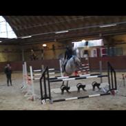 Connemara Daisy's Delight