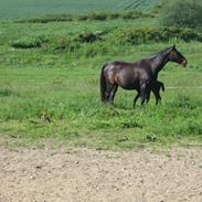 Dansk Varmblod NYDAM'S WELTNYMPHE