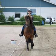 Islænder Gammur fra Bulandi