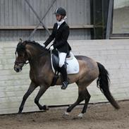 New Forest Majgårdens Apricot (Cody) (tidl. lånepony)