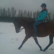 Arabisk fuldblod (OX) Makita