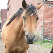 Arabisk fuldblod (OX) Makita