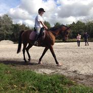 Arabisk fuldblod (OX) Makita