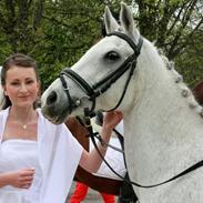 Anden særlig race Tristan Silverboy