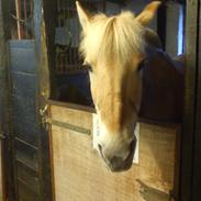 Fjordhest Tøsen. Elevpony på PSR. (R.I.P)