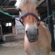 Fjordhest Tøsen. Elevpony på PSR. (R.I.P)