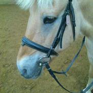 Fjordhest Tøsen. Elevpony på PSR. (R.I.P)