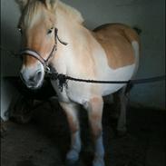 Fjordhest Tøsen. Elevpony på PSR. (R.I.P)