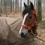 New Forest Lundemarksgårds Hero