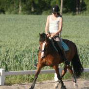 New Forest Lundemarksgårds Hero