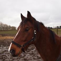 New Forest Zachos Charlie