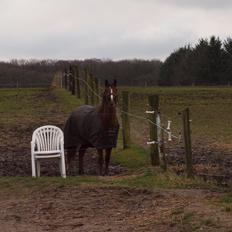 New Forest Zachos Charlie