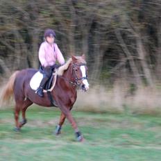 Anden særlig race cassiopeia